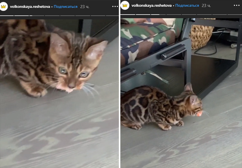 Новый котенок Решетовой и Тимати
