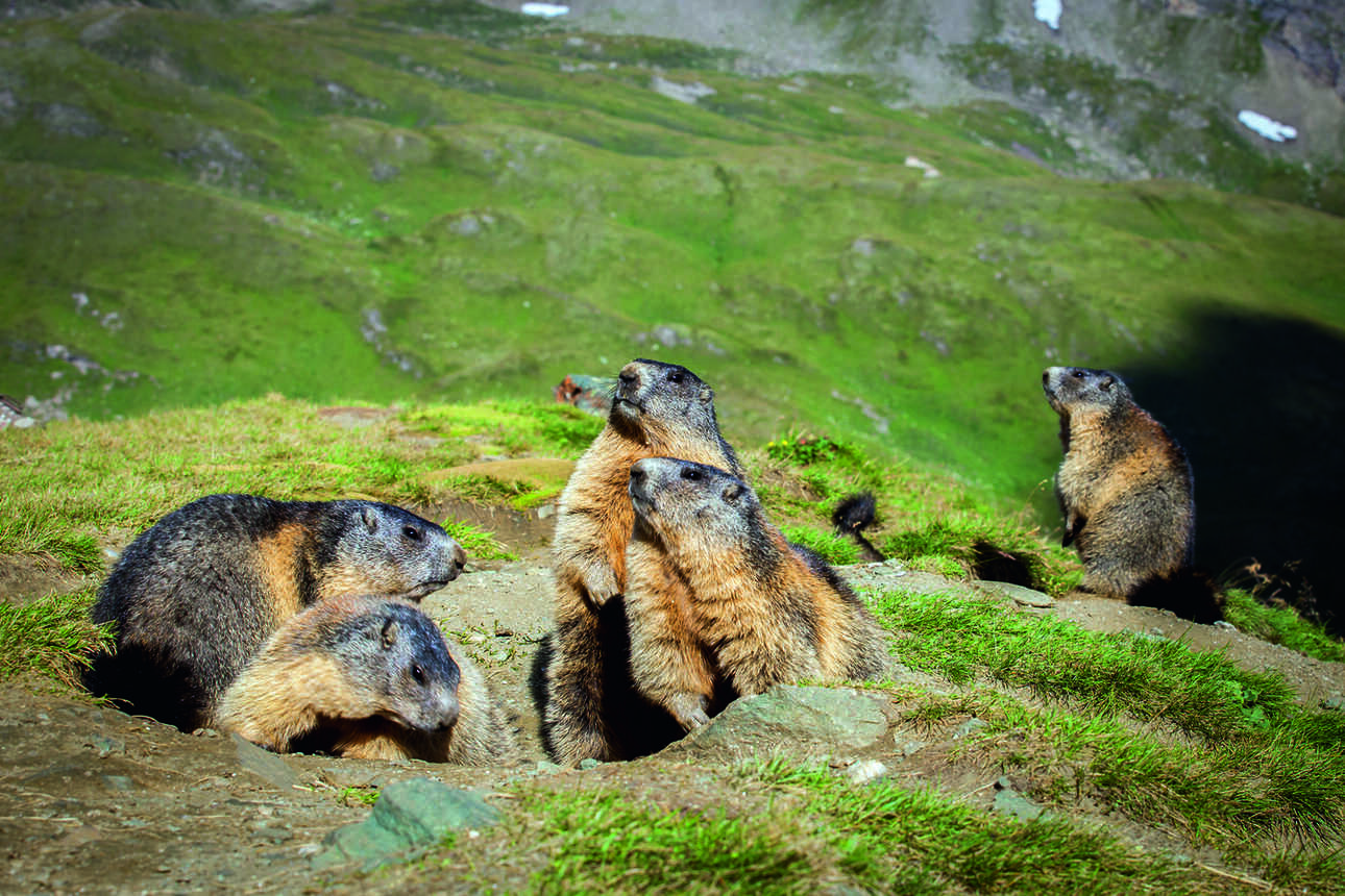 наблюдение за сурками - интересное занятие