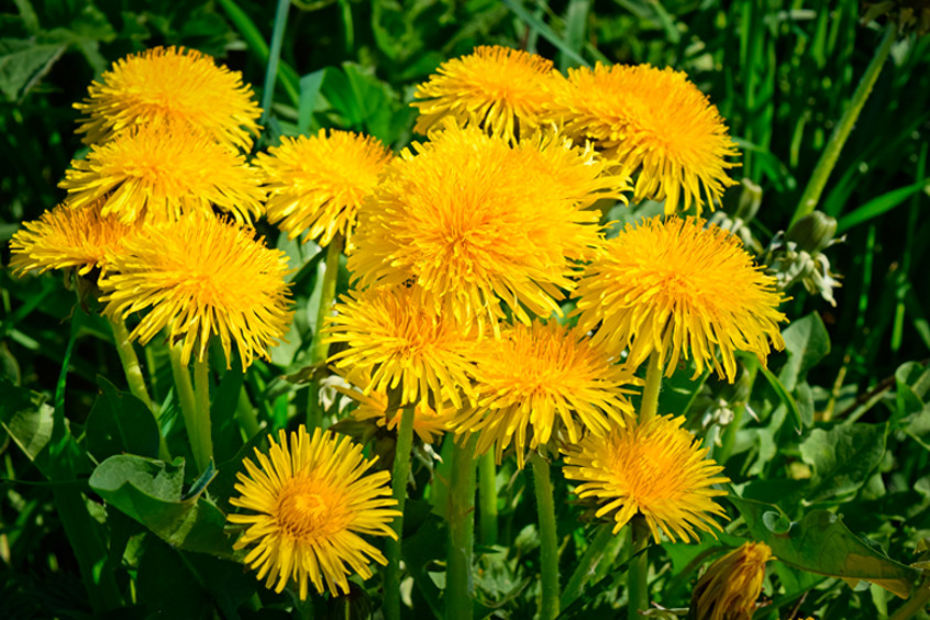 В цветках одуванчика больше витамина А, чем в морковке
