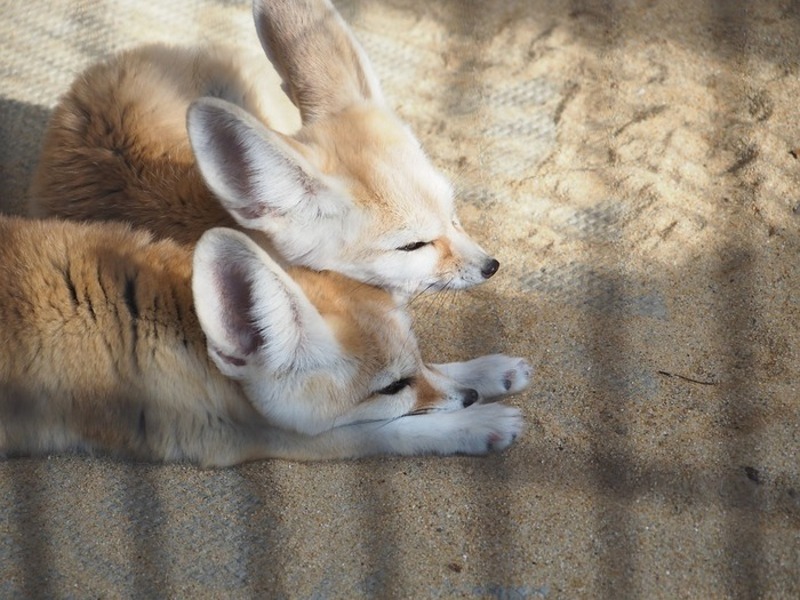 фенек очень чувствителен к перепадам температуры