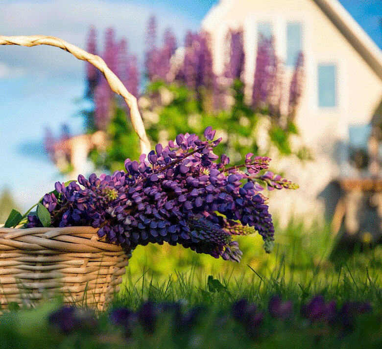 чего не стоит делать на дачном участке