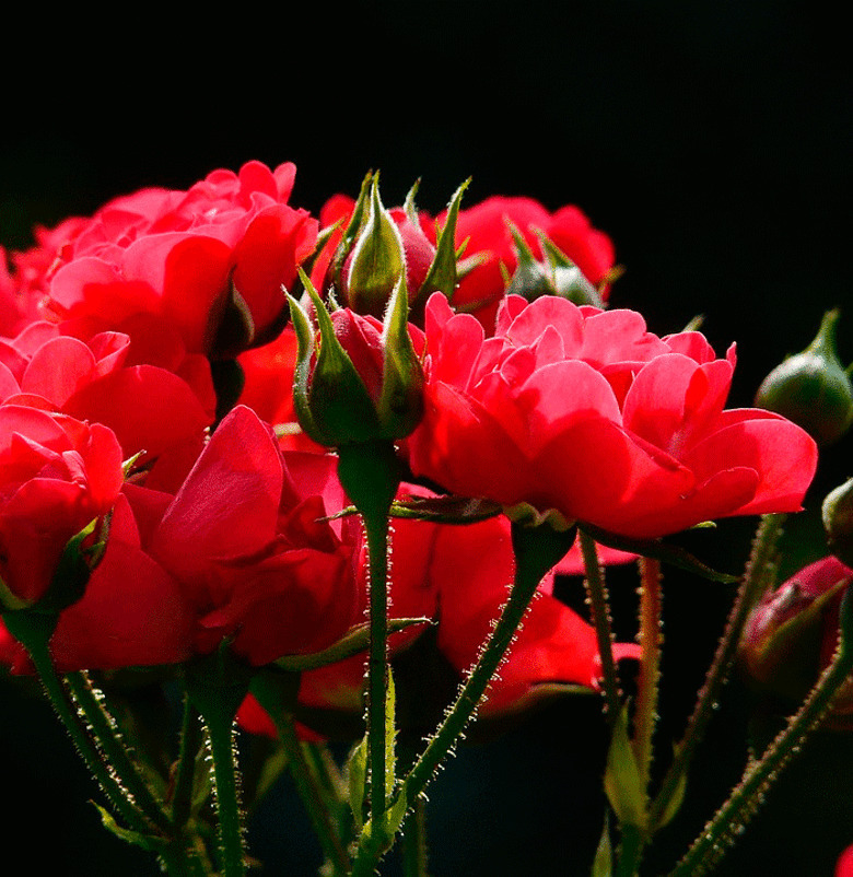 самые необычные растения