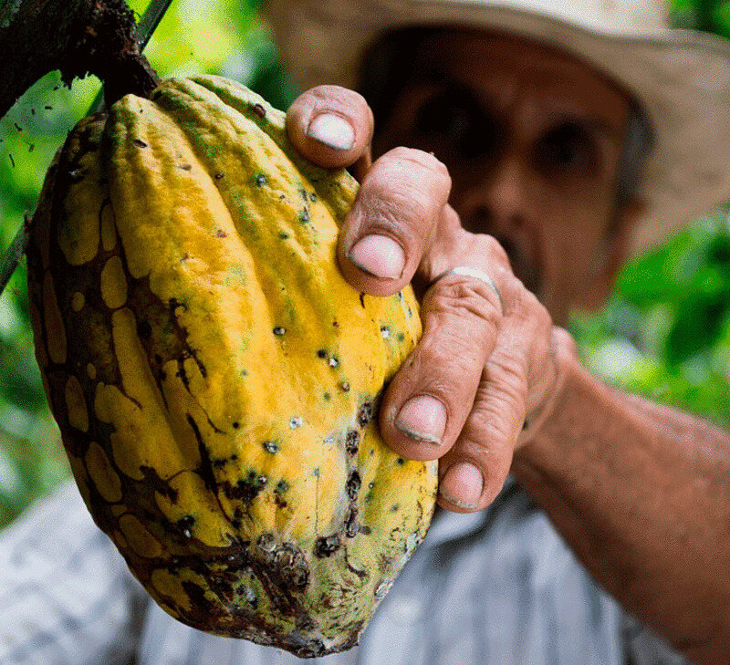 Колумбия славится не только отборными кофейными зернами
