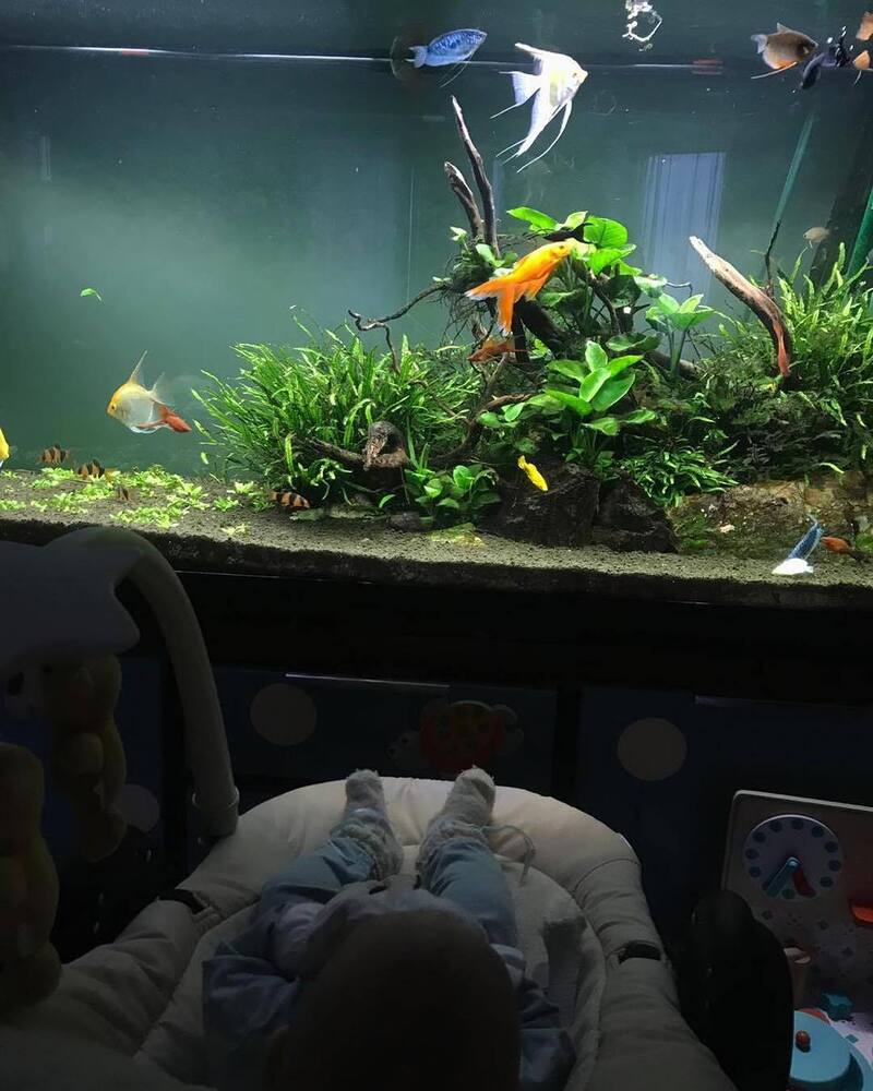 Степан полюбил наблюдать за рыбками