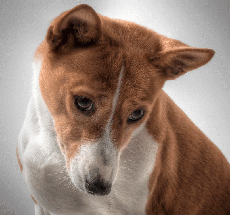 басенджи очень интересный пес