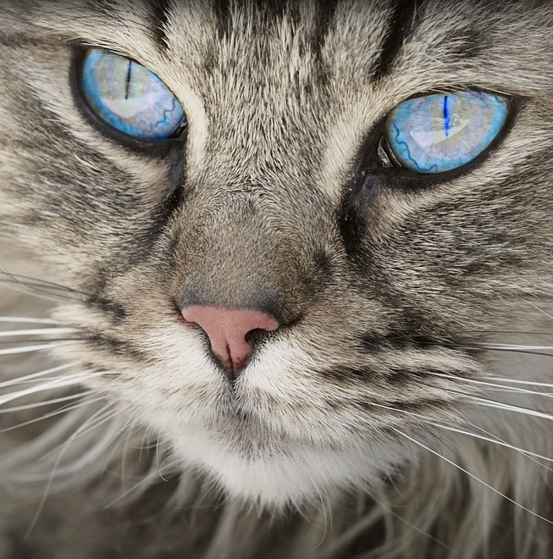 главное, найти подход к питомцу