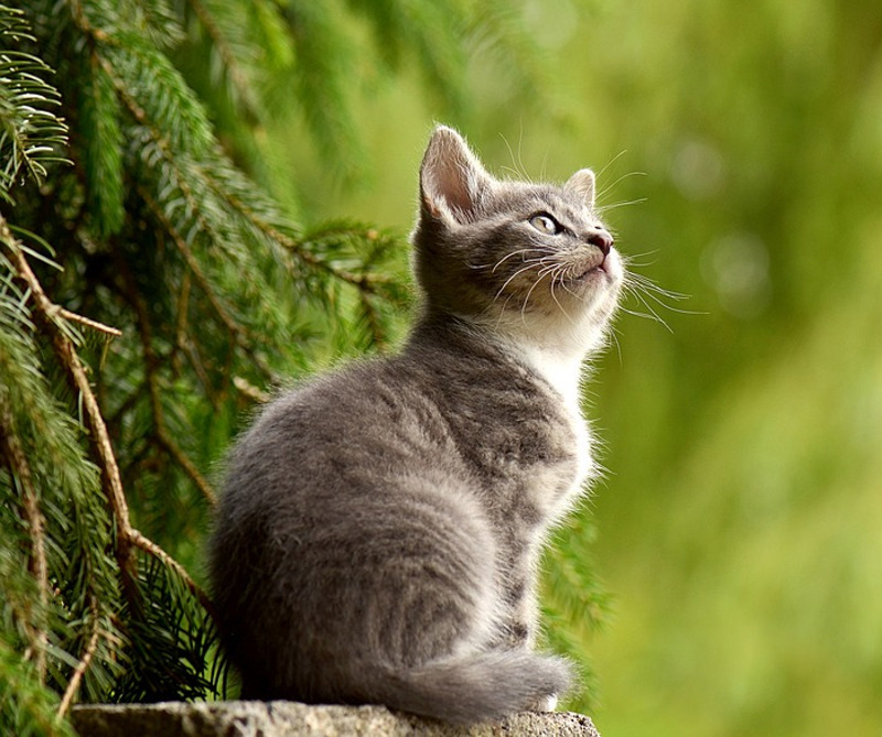 приучат к когтеточке нужно с раннего возраста