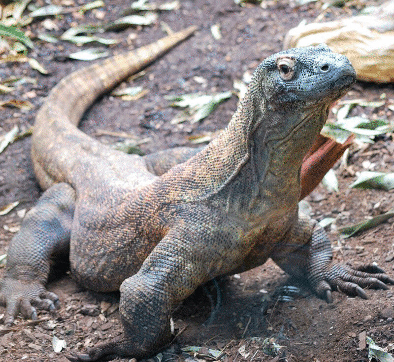 Ооказавшись на Комодо, постарайтесь не попадаться на пути драконам