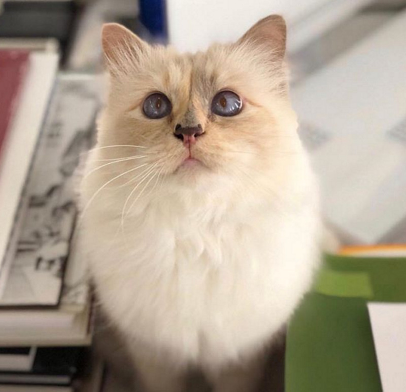 Любимица дизайнера - кошка Шупетт