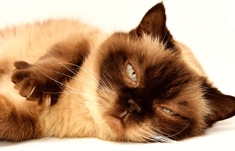 Какую пользу кошки приносят для нашего организма