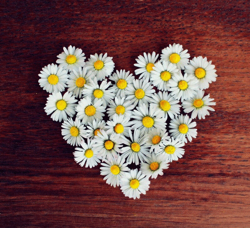 Ромашку можно добавить в чай, или сделать настой