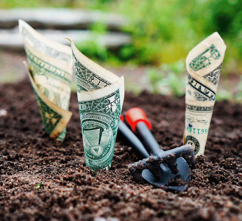 Секреты ухода за Долларовым деревом, или почему оно не цветет