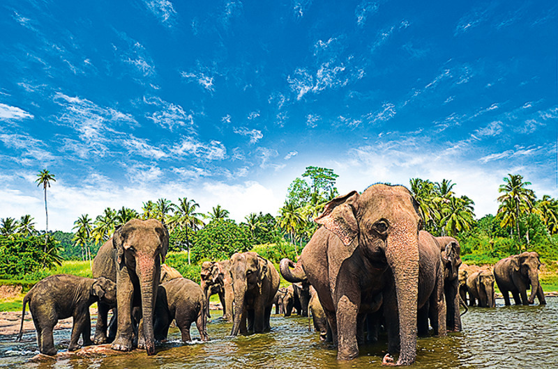 Национальный парк «Яла» – популярное место у любителей сафари