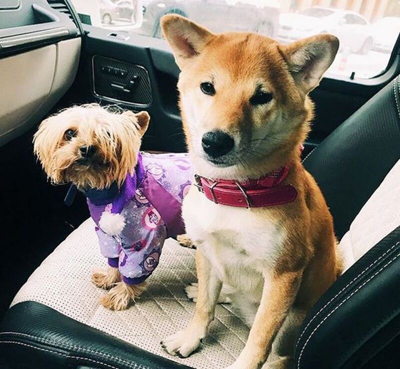 В доме Седоковой трое детей и две собаки