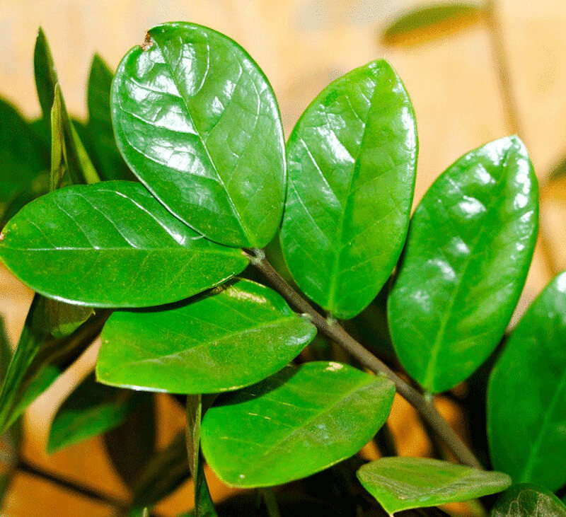 Сегодня мы поговорим об одном зеленом представителе, которого охотно приобретают любители примет