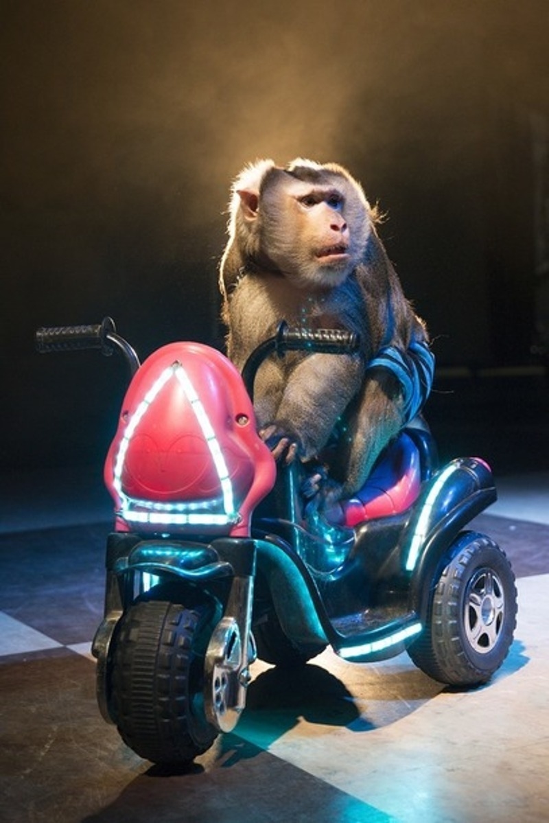 На сцену выйдут и дрессированные животные