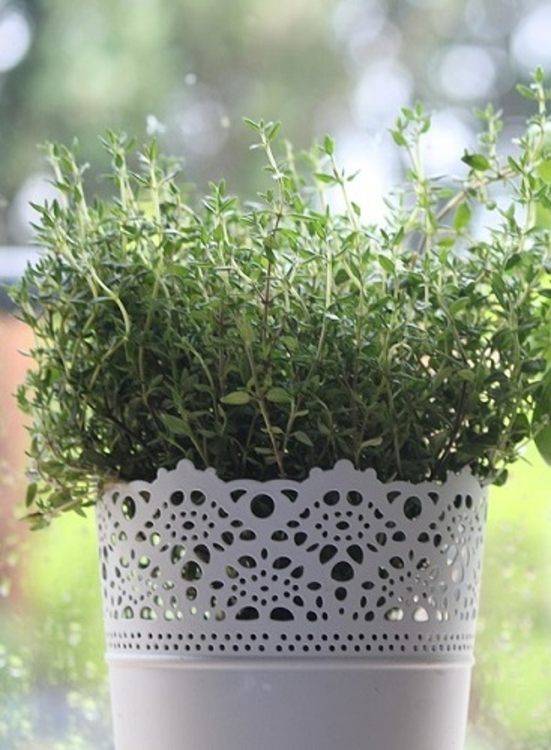 Горшочек с этим растением должен быть у каждой девушки