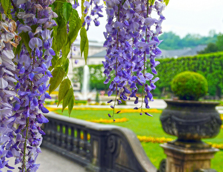 Замок Мирабель в Зальцбурге впечатляет