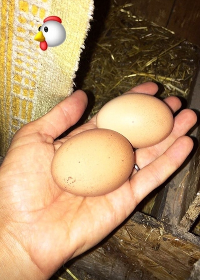 Шейк сама пошла собирать яйца