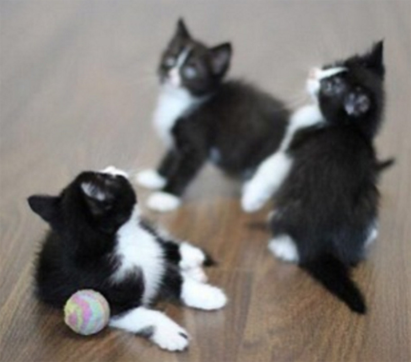 Гулькина уже отвела малышей к ветеринару – котята абсолютно здоровы