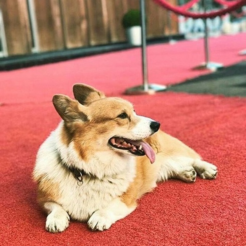 Пес уверенно себя чувствовал на красной дорожке