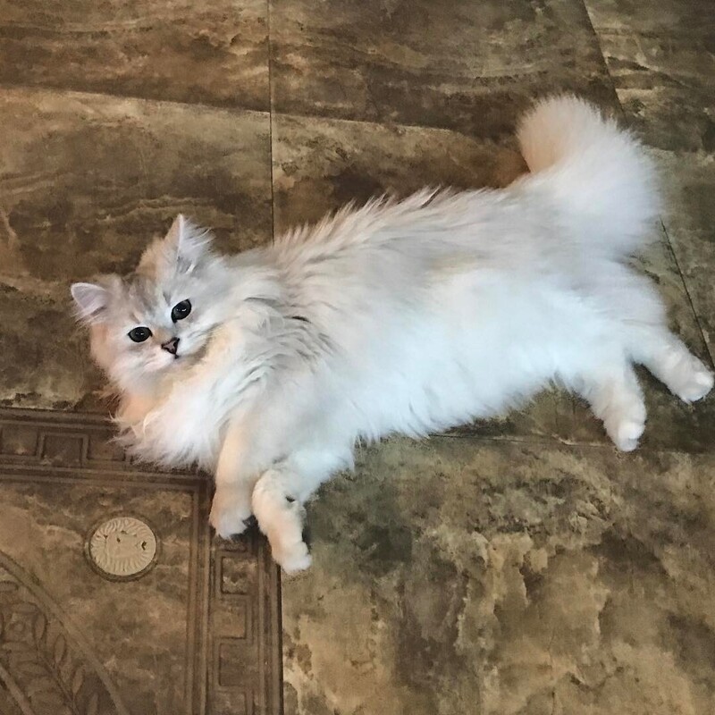 Кот Лакки обожает находиться рядом со своей хозяйкой