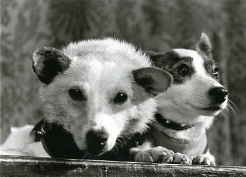 Белка и Стрелка