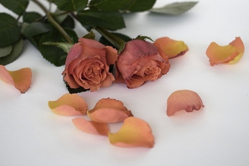 Следуйте нашим советам, тогда цветы простоят долго