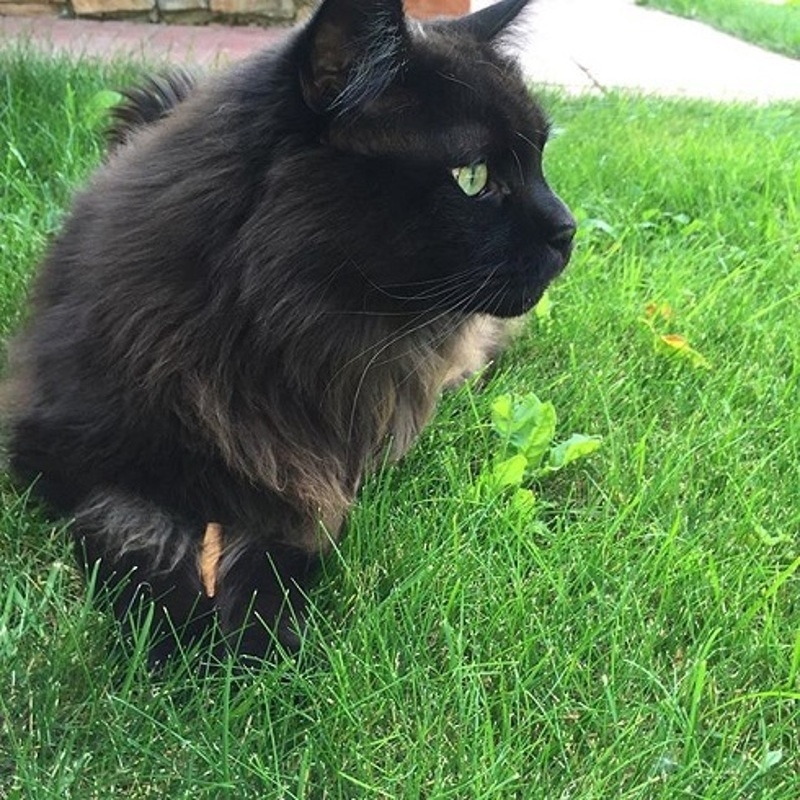 Бумер Павла Воли