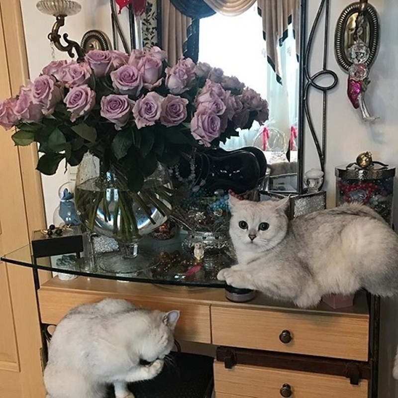 Кошки Анастасии Макеевой