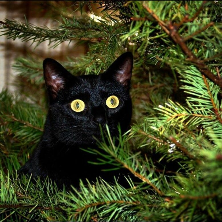 Когда приходит год молодой