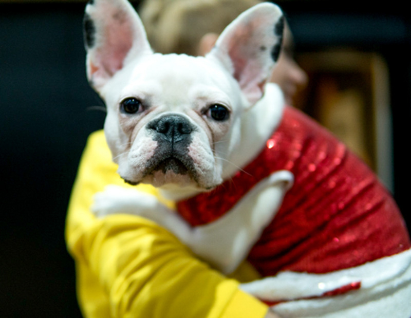 Собака оказалась на площадке случайно