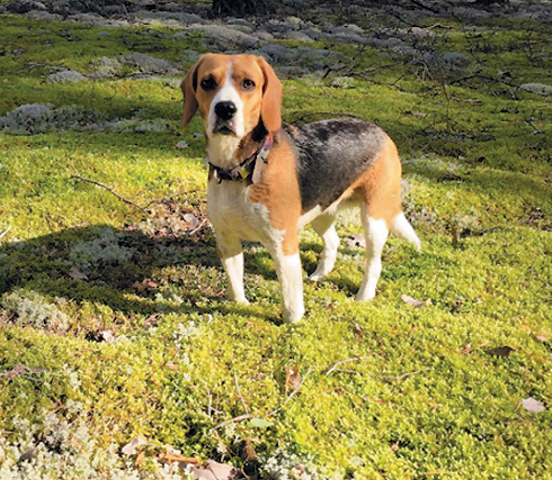 Собака актеров по кличке Маруся