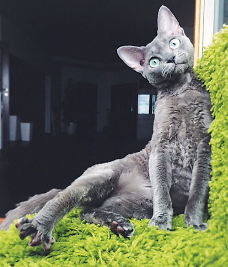 Кот Равшаны Курковой