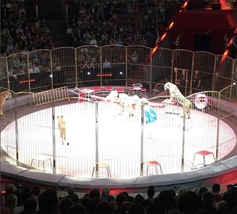 Эту фотографию из цирка опубликовал Гарик Харламов