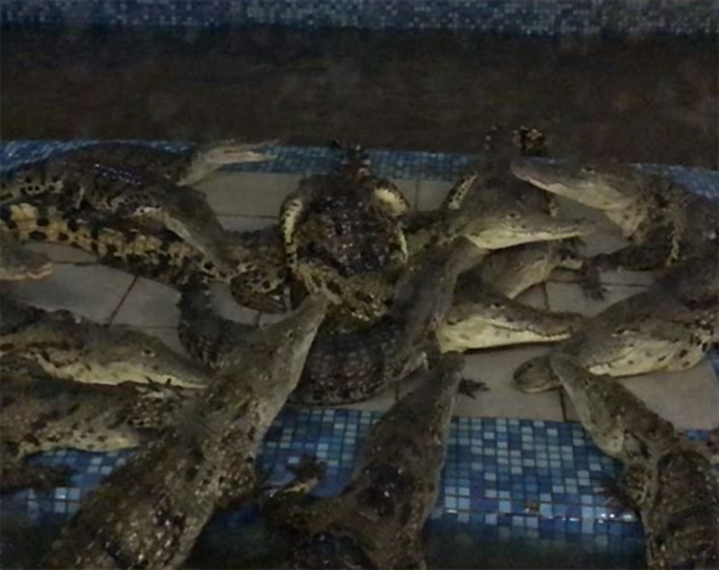 Волочкову напугали крокодилы