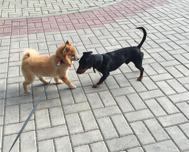 Зое уже больше пяти лет