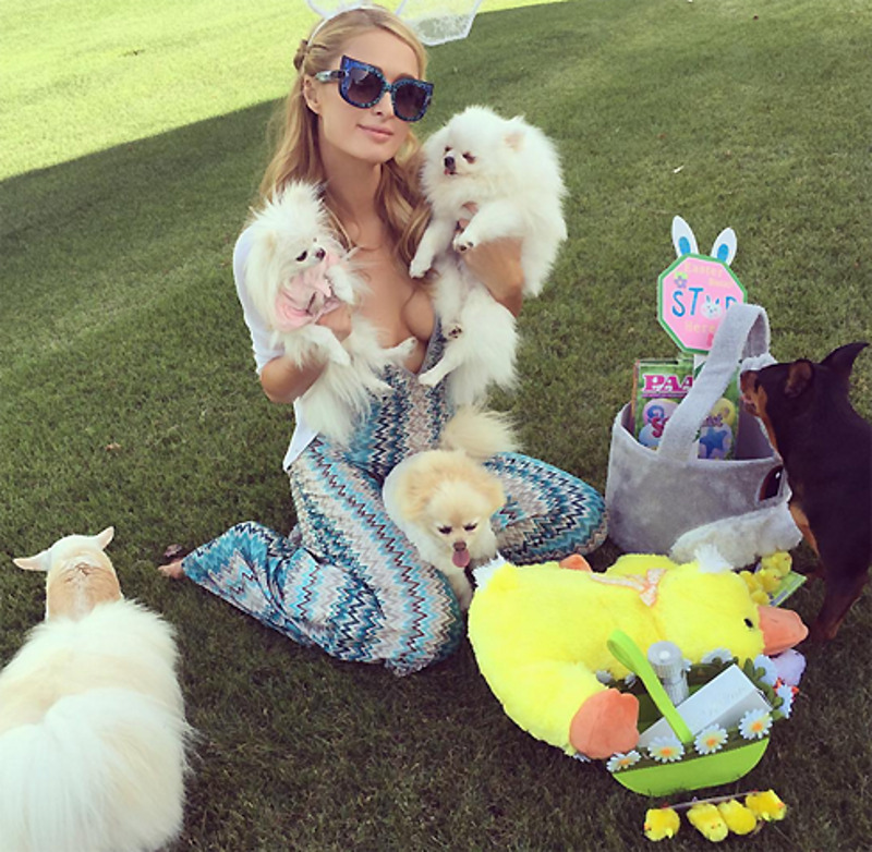 Пэрис Хилтон очень любит своих собак