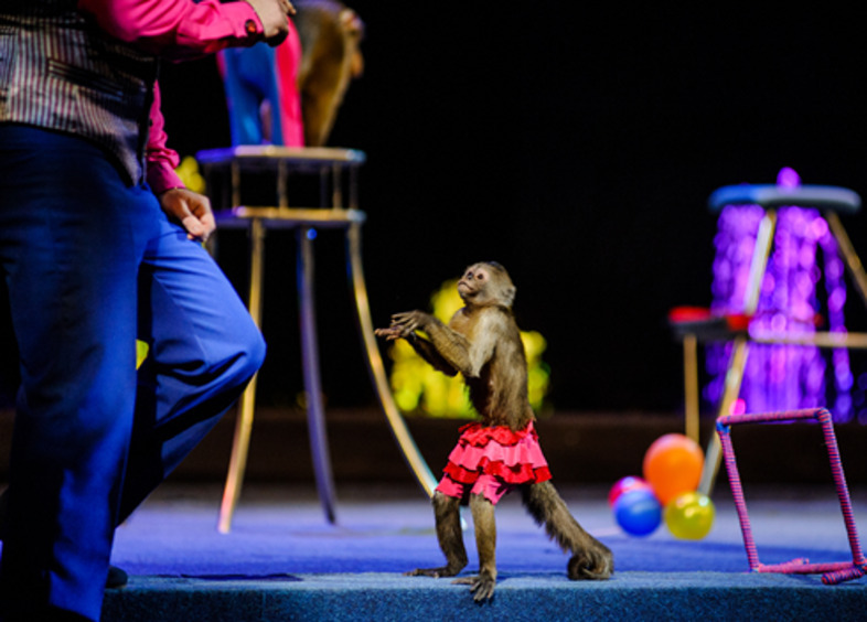 Если у вас дома живет обезьяна...