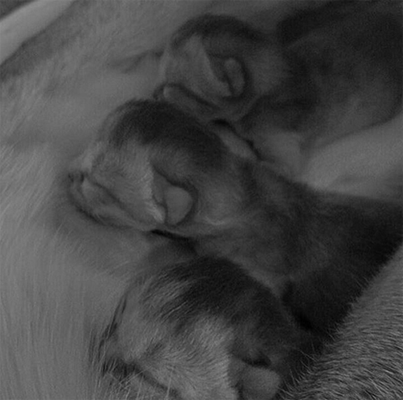 В доме Агутина и Варум появились котята