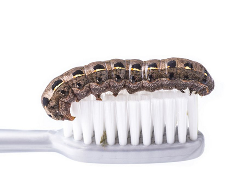 Раньше считалось, что кариес вызывают зубные черви