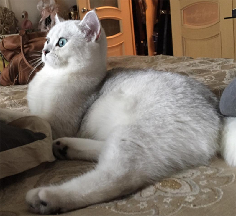 Анастасия Макеева ищет жениха для своей кошки