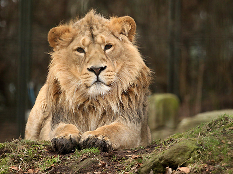 Не стоит подавлять свой темперамент