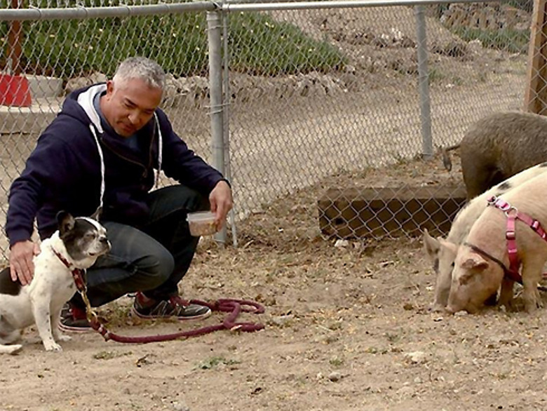 Цезарь Миллан защищает свои методы работы с животными