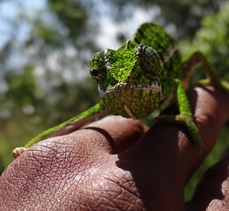Обитатели местной фауны оказались вполне дружелюбны