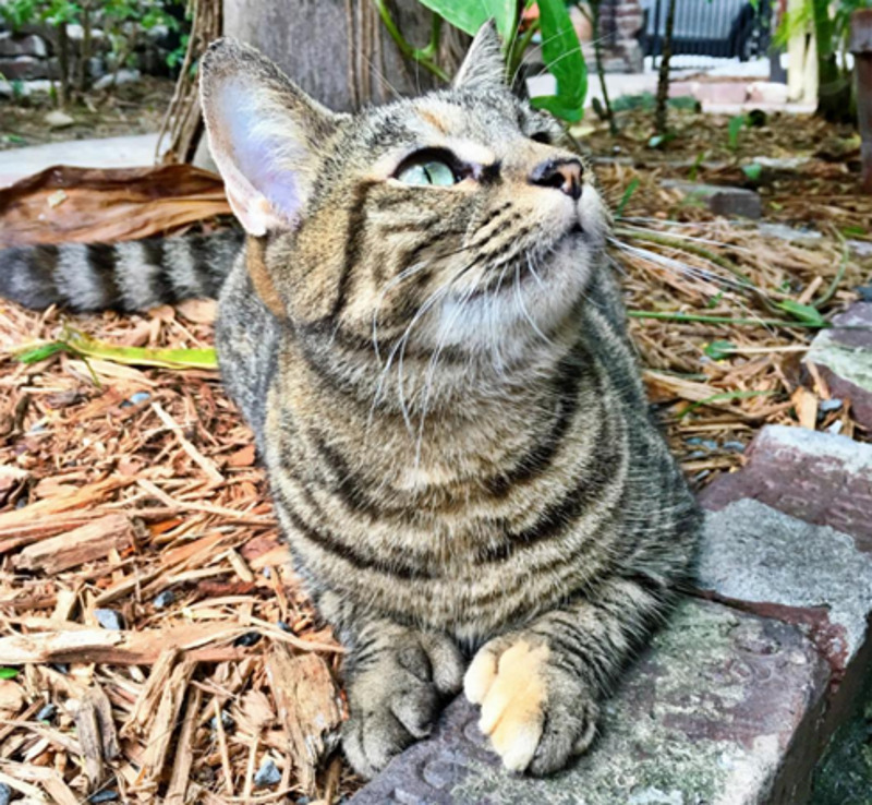 Чехову весьма удивили местные кошки