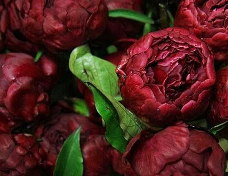 Марсала - очень модный в этом году оттенок