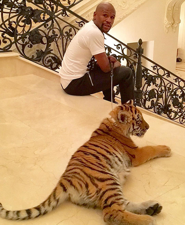 Флойд Мэйвезер и тигрица