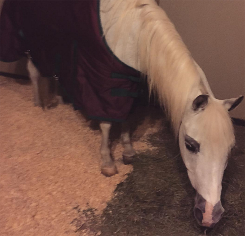 В доме певицы есть конюшня, где и разместилась подаренная ей лошадь