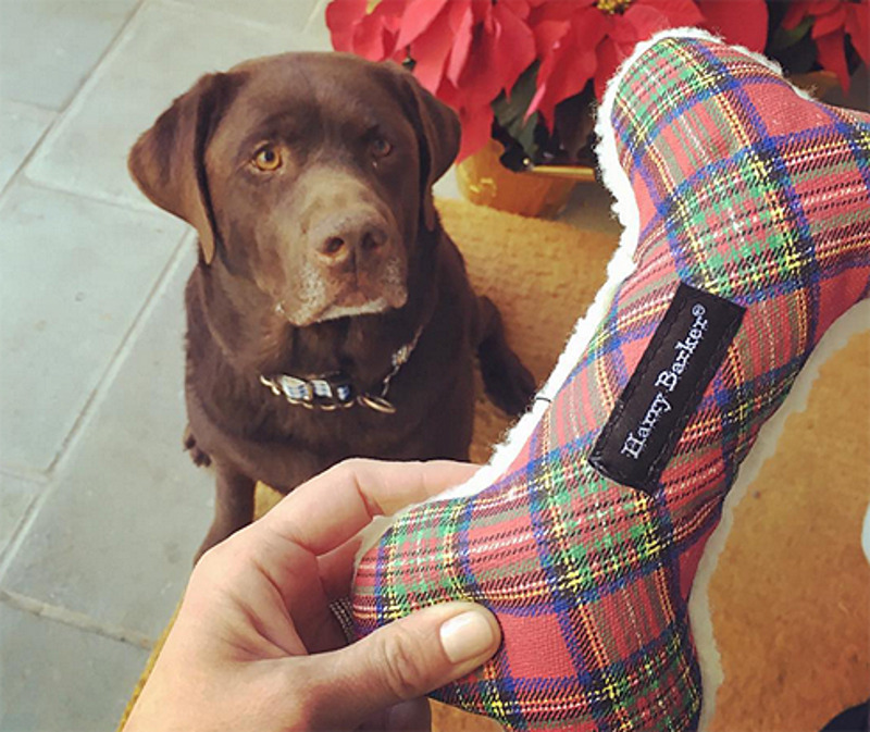 Риз Уизерспун не забыла о подарке для четвероногого любимца